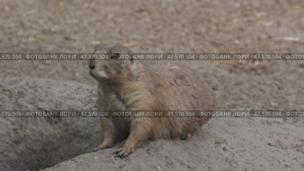 Prairie dog on ground. Стоковое видео, видеограф Михаил Коханчиков / Фотобанк Лори