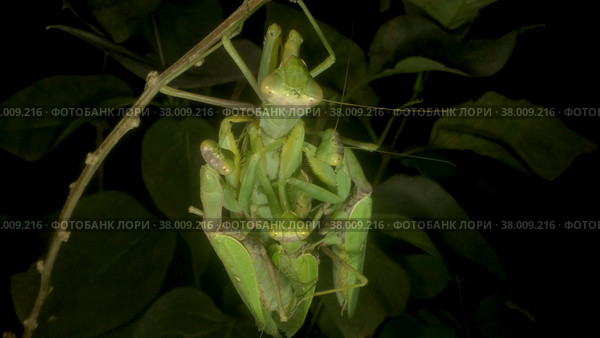 Praying mantises copulate two male and female. Close up of mantis insect. Front portrait. Стоковое фото, фотограф Некрасов Андрей / Фотобанк Лори