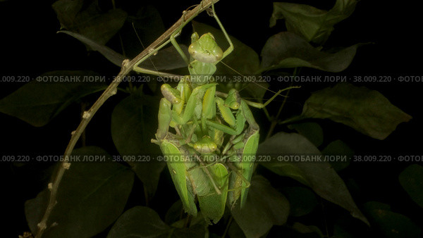 Praying mantises copulate two male and female. Close up of mantis insect. Front portrait. Стоковое фото, фотограф Некрасов Андрей / Фотобанк Лори