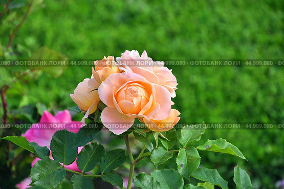 Прекрасная цветущая роза (Rosa) Стоковое фото, фотограф Алёшина Оксана / Фотобанк Лори