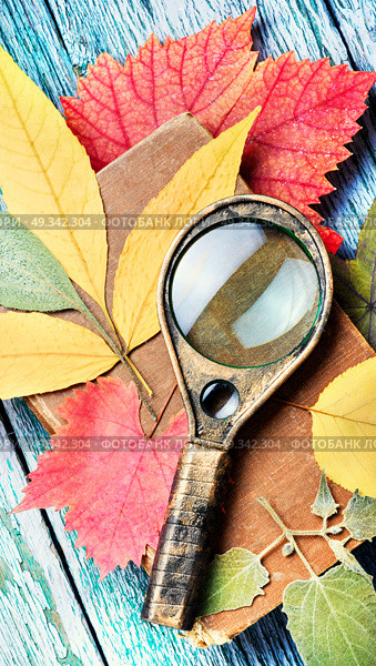 Pressed dried herbarium of various plants. Set autumnal dried leaf for making herbarium. Стоковое фото, агентство Ingram Publishing / Фотобанк Лори