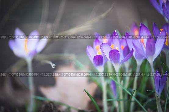 Pretty crocuses flowers, outdoor springtime nature in garden or park. Стоковое фото, агентство Ingram Publishing / Фотобанк Лори