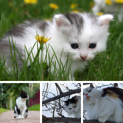 Альбом: Кошки крупным планом