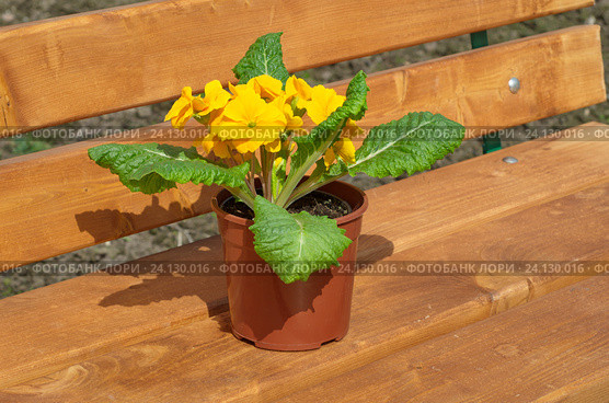 Примула обыкновенная (лат. Primula vulgaris) на деревянной скамейке в пластиковом горшке. Стоковое фото, фотограф Елена Коромыслова / Фотобанк Лори