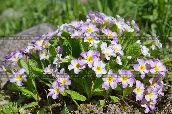 Примула обыкновенная (лат. Primula vulgaris) цветет на клумбе в саду. Стоковое фото, фотограф Елена Коромыслова / Фотобанк Лори
