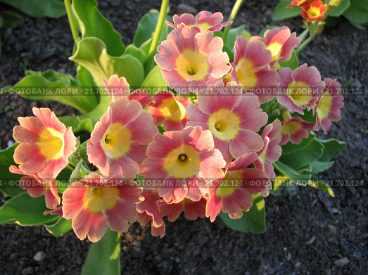 Примула ушковая - Primula auricula. Стоковое фото, фотограф Беляева Наталья / Фотобанк Лори