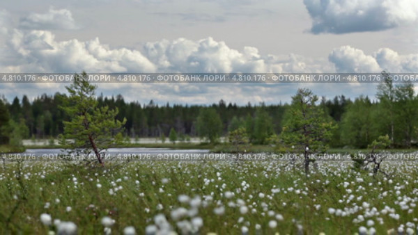 Природа северной Карелии. Река среди болота. Стоковое видео, видеограф Кекяляйнен Андрей / Фотобанк Лори