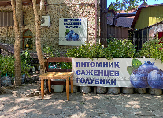Продажа саженцев голубики (2022 год). Редакционное фото, фотограф Мария Кылосова / Фотобанк Лори