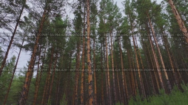 Прогулка по хвойному лесу. Стоковое видео, видеограф Степан Столбовский / Фотобанк Лори