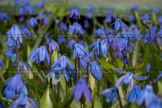 Пролеска сибирская (Scilla) ранней весной. Поляна голубых колокольчиков. Стоковое фото, фотограф Татьяна Новикова / Фотобанк Лори