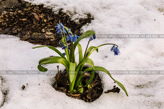 Пролеска сибирская (Scilla siberica) расцвела на проталине  ранней весной. Стоковое фото, фотограф Наталья Волкова / Фотобанк Лори