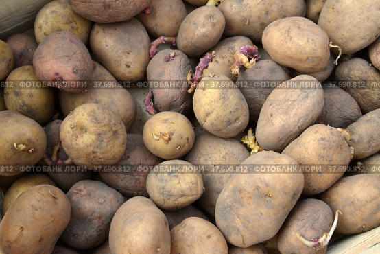 Проросшие клубни картофеля (Solanum tuberosum L.) для посадки. Фон. Стоковое фото, фотограф Ирина Борсученко / Фотобанк Лори