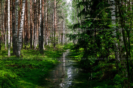 Просека в весеннем лесу. Стоковое фото, фотограф Игорь Анненков / Фотобанк Лори