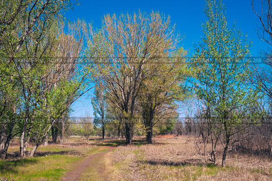 Проселочная дорога, деревья, лес, весна. Пробуждение природы в прибрежной полосе реки Волги. Астраханская область. Стоковое фото, фотограф Павел Просянов / Фотобанк Лори