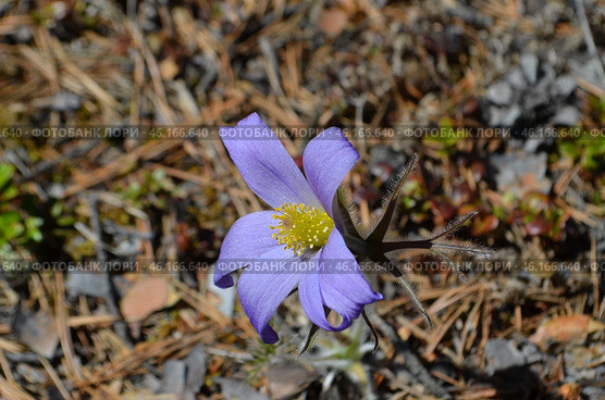 Прострел раскрытый (Pulsatilla patens L.), "Сон-трава" Стоковое фото, фотограф Мария Петрова / Фотобанк Лори