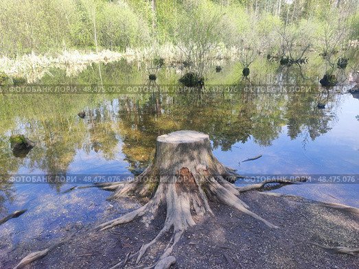Пруд с утками весной. Старый пень. Новосибирск, Академгородок, Россия. Duck pond in spring. Novosibirsk, Akademgorodok, Russia. 春天的鸭塘。 新西伯利亚，Akademgorodok，俄罗斯。 Стоковое фото, фотограф Денис Баданин / Фотобанк Лори