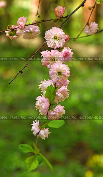 Prunus triloba Multiplex, shrubby cherry, which has double pink flowers. Стоковое фото, фотограф Валерия Попова / Фотобанк Лори