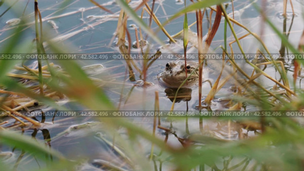 Прыжок лягушки в пруду. Frog jump. Стоковое видео, видеограф EStarodubov / Фотобанк Лори