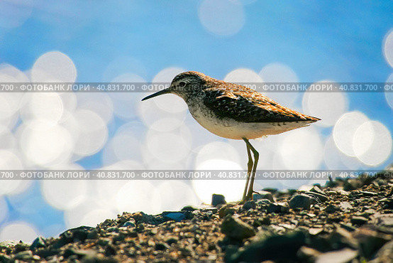 Птица фифи (Tringa glareola, также известна как Wood sandpiper). Маленький кулик крупным планом. На размытом фоне с красивым боке. Животный мир и птицы Арктики. Природа Чукотки и Сибири. Дальний Восток России. Стоковое фото, фотограф Андрей Степанов / Фотобанк Лори