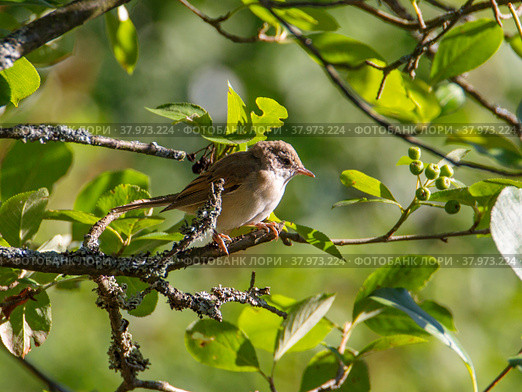 Птица Серая славка (Sylvia communis).(англ. gray wren-warbler) Стоковое фото, фотограф Галина Савина / Фотобанк Лори