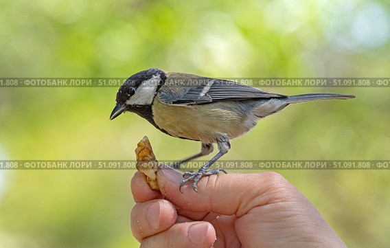 Птица синица сидит на руке и ест грецкий орех. A titmouse bird sits on a hand and eats a walnut. Стоковое фото, фотограф Татьяна Д / Фотобанк Лори