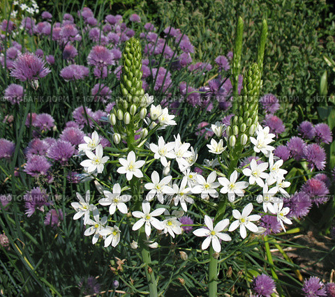 Птицемлечник пиренейский или понтийский (Ornithogalum pyrenaicum), сем. Гиацинтовые, и шнитт-лук. Стоковое фото, фотограф Заноза-Ру / Фотобанк Лори