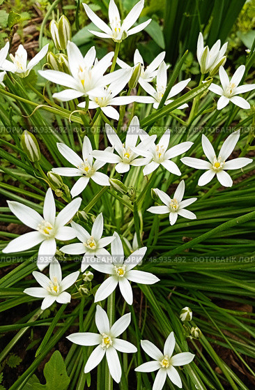 Птицемлечник зонтичный на фоне зелёной травы. Ornithogalum umbellatum against the background of green grass. Стоковое фото, фотограф Виталий Борисов / Фотобанк Лори