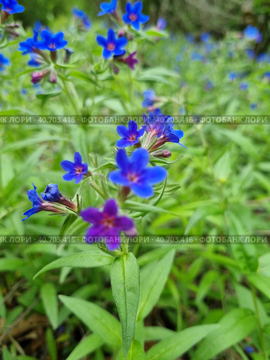 Pulmonária lungwort flowers on green. Стоковое фото, фотограф Анна Кривицкая / Фотобанк Лори