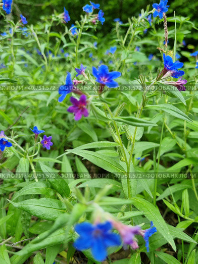 Pulmonária lungwort flowers on green. Стоковое фото, фотограф Анна Кривицкая / Фотобанк Лори