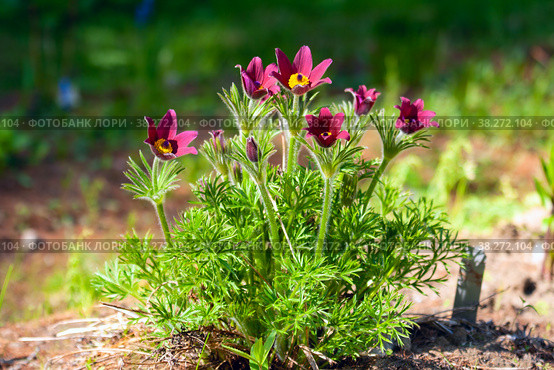 Pulsatilla flower, Прострел. Стоковое фото, фотограф Юлия Бабкина / Фотобанк Лори
