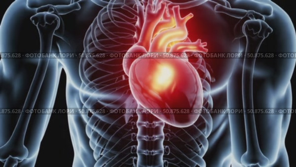 Pulsing heart glowing within transparent human anatomy, revealing skeletal structure, arterial network, and circulatory pathways against dark background. Стоковое AI-видео, аниматор Данил Руденко / Фотобанк Лори