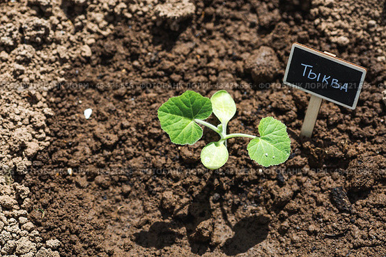 Pumpkin seedlings are planted in the ground. The concept of spring planting of vegetables and farming. A sign with an inscription in Russian: "pumpkin". Стоковое фото, фотограф Photojuli / Фотобанк Лори