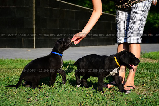 Puppies of the Great Dane walk in the park. Стоковое фото, фотограф Галина Голубь / Фотобанк Лори