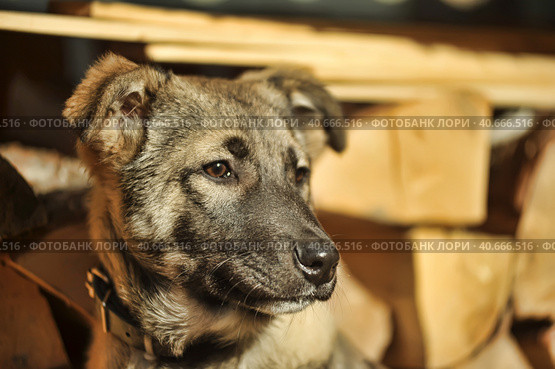 Puppy mestizo shepherd dog on wooden background. Стоковое фото, фотограф Анна Кривицкая / Фотобанк Лори