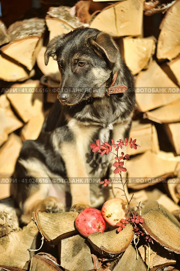 Puppy mestizo shepherd dog on wooden background. Стоковое фото, фотограф Анна Кривицкая / Фотобанк Лори