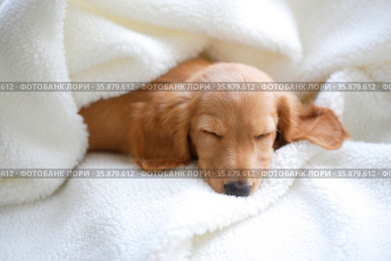Puppy sleeping. Стоковое фото, агентство Ingram Publishing / Фотобанк Лори