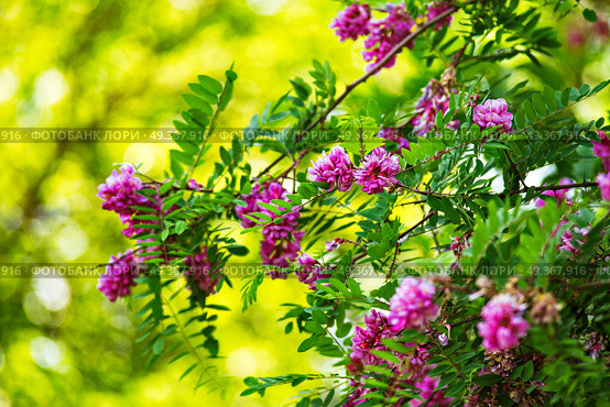 Purple acacia tree blooming background. Pink Robinia flowers close up. Violet pseudoacacia blossoms. Purple acacia tree blooming. Pink Robinia flowers . Стоковое фото, агентство Ingram Publishing / Фотобанк Лори
