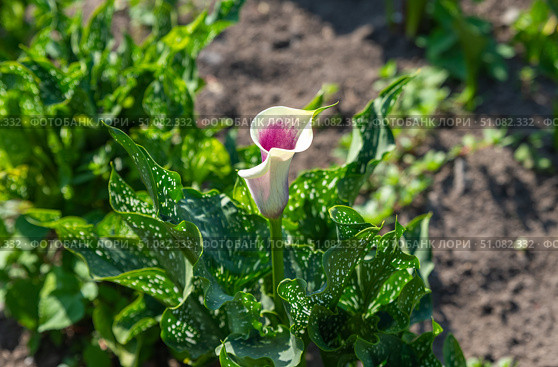 Purple and white calla lily Zantedeschia blooming in a garden bed, surrounded by lush green spotted leaves under bright summer sunlight. Стоковое фото, фотограф Татьяна Терехина / Фотобанк Лори
