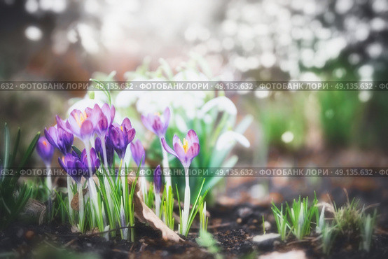 Purple blooming of crocuses flowers in garden or park, spring outdoor nature background. Стоковое фото, агентство Ingram Publishing / Фотобанк Лори