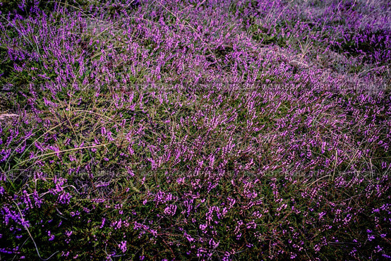 Purple heather field in natural surroundings. Стоковое фото, агентство Ingram Publishing / Фотобанк Лори