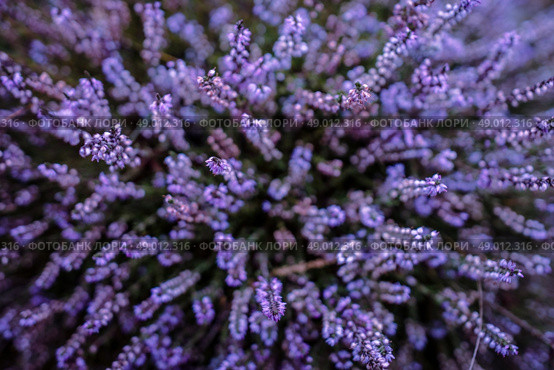Purple heather field in natural surroundings. Стоковое фото, агентство Ingram Publishing / Фотобанк Лори