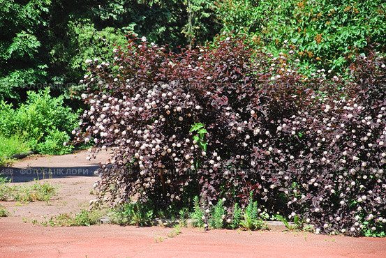 Пузыреплодник калинолистный Диаболо (Physocarpus opulifolius Diabolo) Стоковое фото, фотограф Алёшина Оксана / Фотобанк Лори