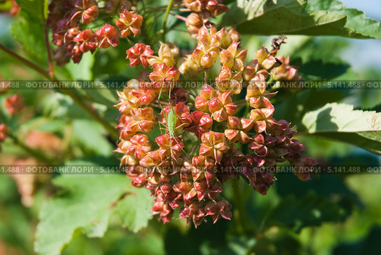 Пузыреплодник калинолистный (Physocarpus opulifolius) Стоковое фото, фотограф Алёшина Оксана / Фотобанк Лори