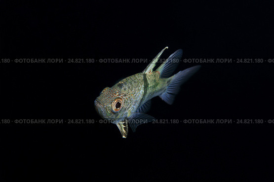 Пятнистая сферамия (Sphaeramia orbicularis), Южно-Китайское море, Малайзия. Стоковое фото, фотограф Некрасов Андрей / Фотобанк Лори