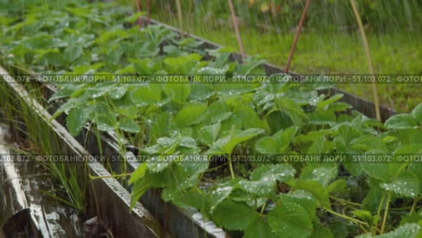 Rain showers gently nourish rows of strawberry plants in wooden planter. Leaves shimmer with moisture under diffuse daylight. Стоковое видео, видеограф Strunov David / Фотобанк Лори