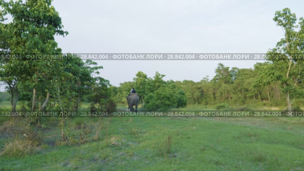 Rainforest in Chitwan national park, Nepal (2018 год). Редакционное видео, видеограф Dzmitry Astapkovich / Фотобанк Лори