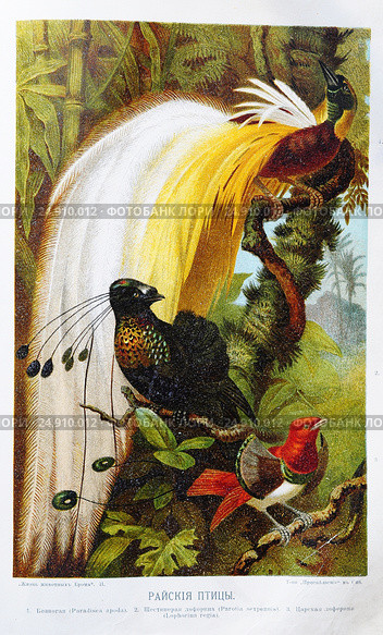 Райские птицы: 1. Безногая (Paradisea apoda). 2. Шестипёрая лофорина (Parotia sexpennis). 3. Царская лофорина (Lophorina regia).  — цветная хромолитография  из книги А. Брэма "Жизнь животных", 1896 г. Стоковая иллюстрация, иллюстратор Вера Смолянинова / Фотобанк Лори