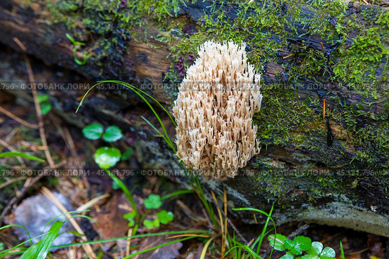 Рамария крыночковидная (Artomyces pyxidatus) Стоковое фото, фотограф Ирина Яровая / Фотобанк Лори