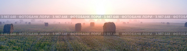 Раннее утро на лугу. Стоковое фото, фотограф Вячеслав Борисевич / Фотобанк Лори