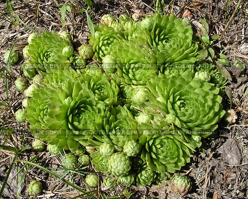 Растения Мещеры. Молодило отпрысковое, или молодило побегоносное (Sempervivum soboliferum) Стоковое фото, фотограф Инна Грязнова / Фотобанк Лори